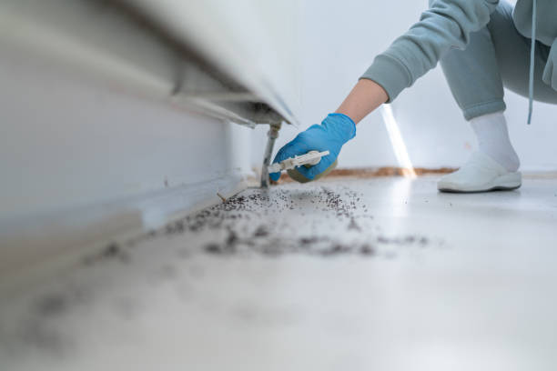 Best Flea Control Services  in Lake Alfred, FL